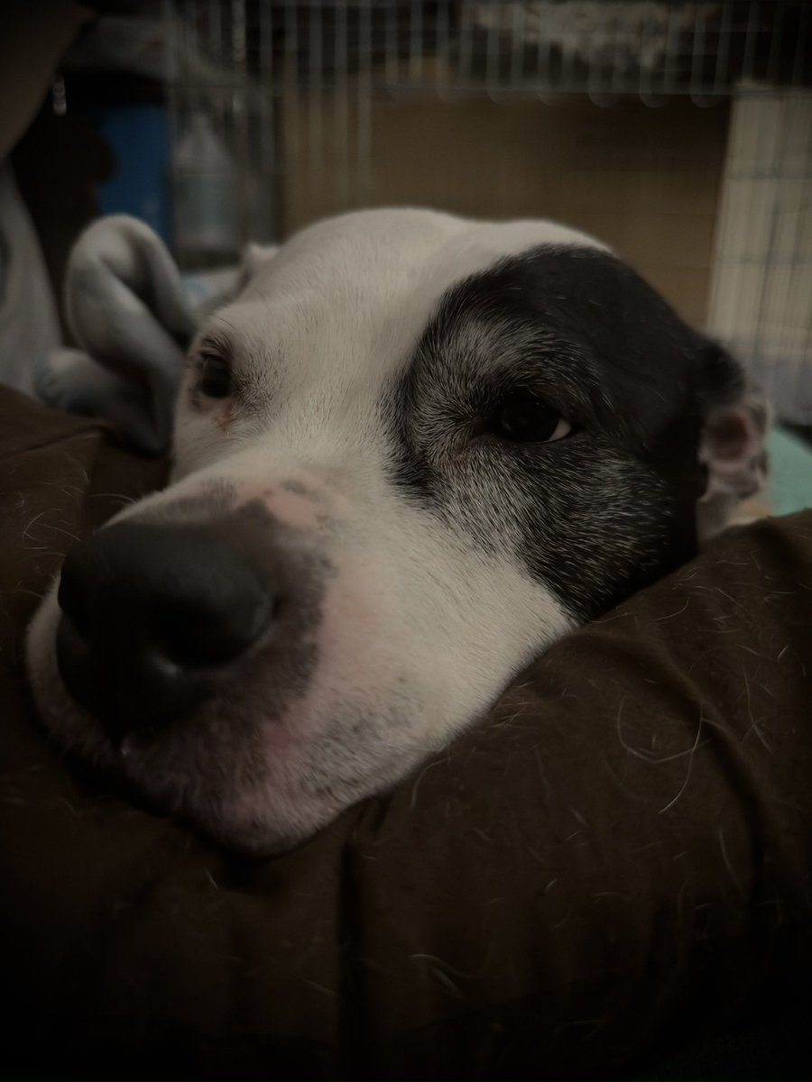 TommyKubiski's tweet photo. Have a great Tuesday, everybody! I hope you all &amp; your families are having a great start to the week. Pearl update: Pearly has been much the same but having some issues. She has Pancreatitis and is extremely bloated around her stomach (almost 12lbs heavier). She has to… https://t.co/9q6bmidldG