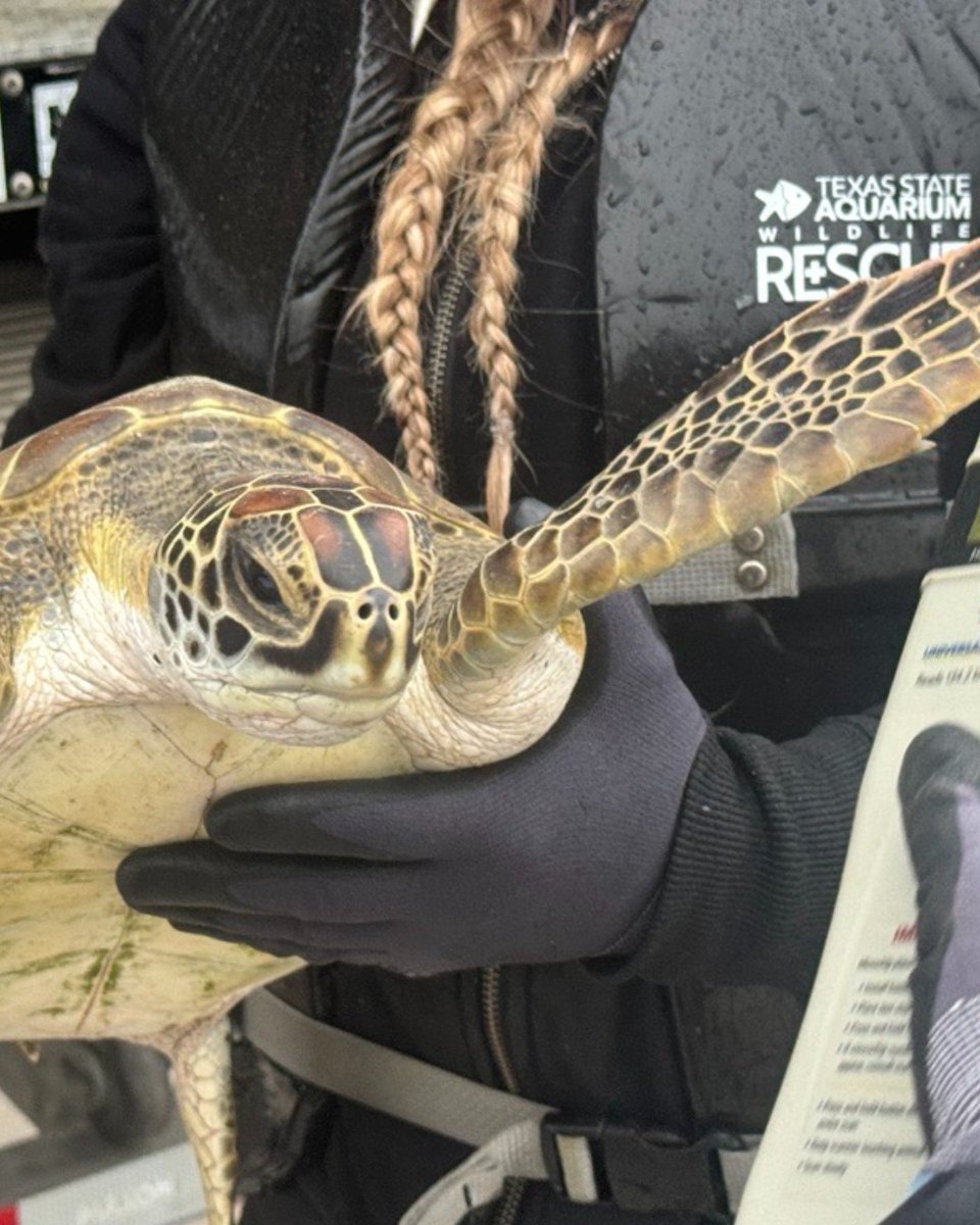 TXStateAquarium's tweet photo. 275 Sea Turtles Rescued and Released! 🐢🌊
 
Today, Tuesday, January 14, our Wildlife Rescue team released 275 cold-stunned sea turtles back into the Gulf of Mexico—just days after they were rescued from the Upper Laguna Madre. 

Learn more: 🔗 https://t.co/fNDBxqmgzP https://t.co/46kY7nBxFn