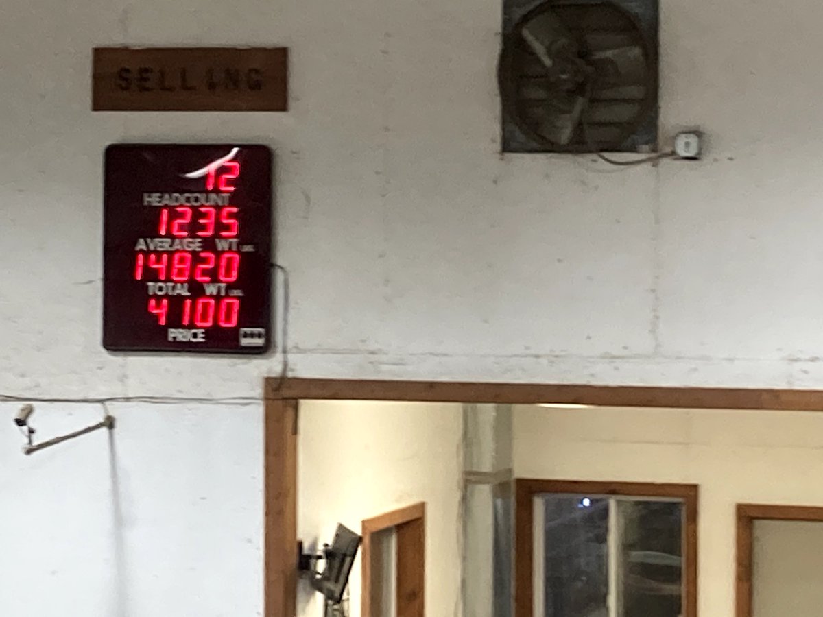 mike_butenhoff's tweet photo. A friend and customer had a good day!  Ended up selling 28 head of bred heifers for $4100.00 head.  Great cattle bred for March!  Never could I have predicted this price!  Fergus Falls MN. 23 AI bred 5 natural service https://t.co/v9KUPMnf3q