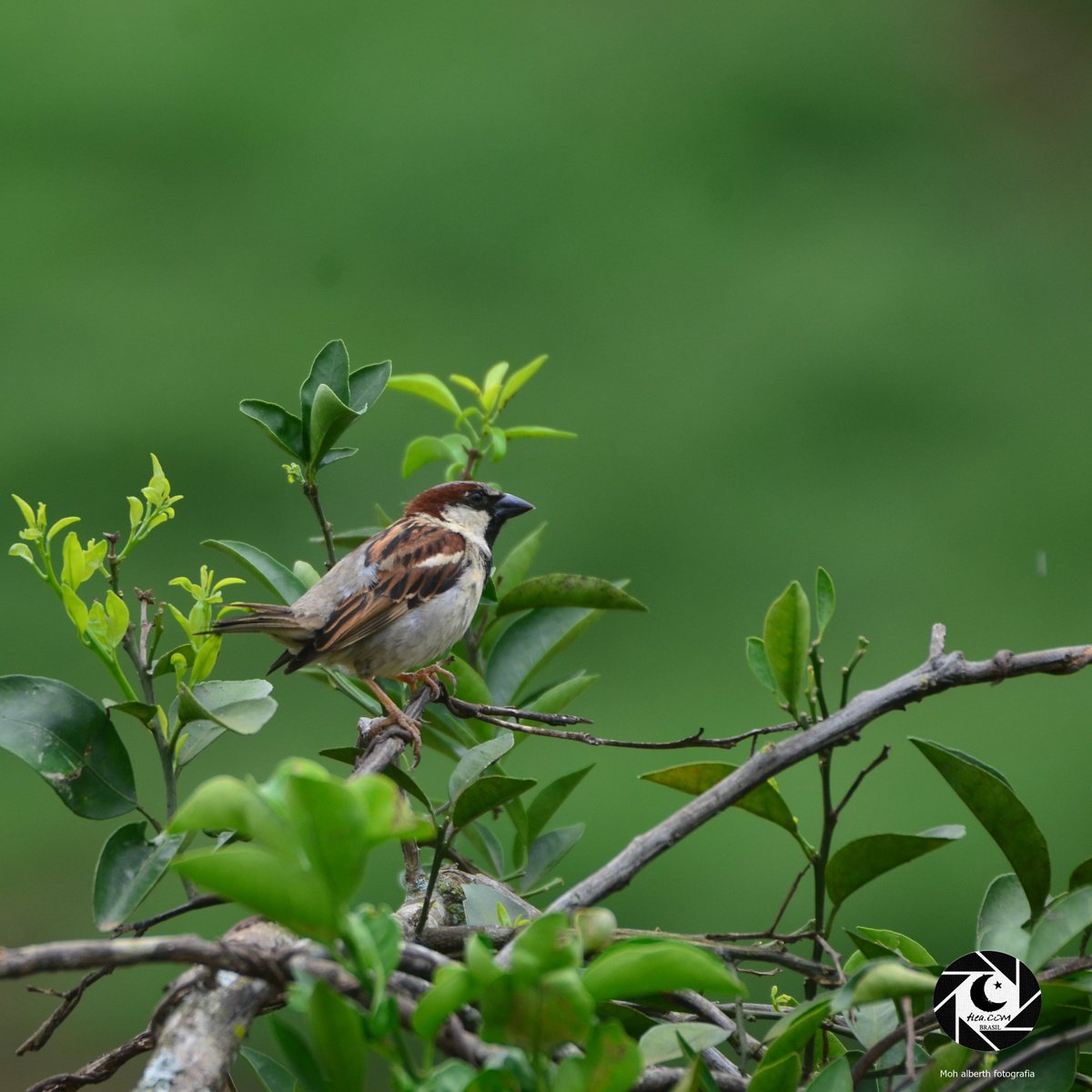 Mohalberth2's tweet photo. Passer domesticus
House Sparrow
Pardal
o macho da espécie
#fleacom #unmistakablefleacom #BirdsSeenIn2025 #observaçãodeaves #birdwatchingbrazil #birdwatching #birds #MinasGerais 📷 #valedoriodoce #Caratinga #ThePhotoHour #birdcards #mohalberth https://t.co/cVD7kq878w