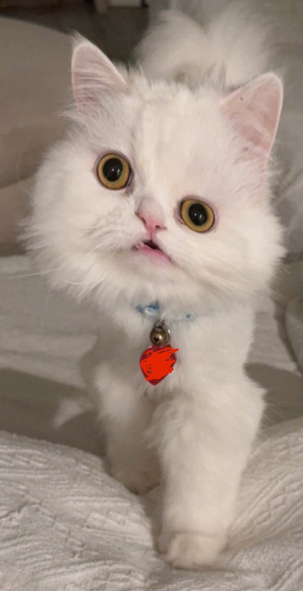 Bandites tweet media