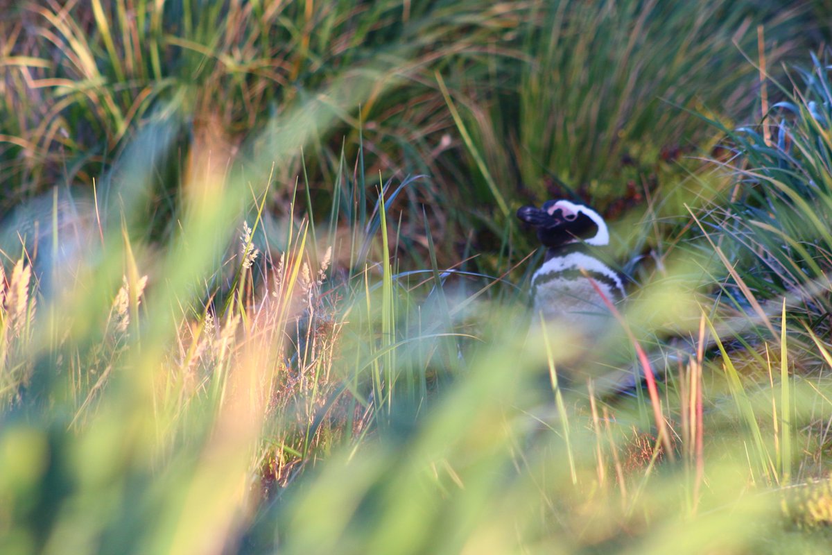 Another perfect evening watching the Penguins up Gypsy Cove, Falkland Islands.