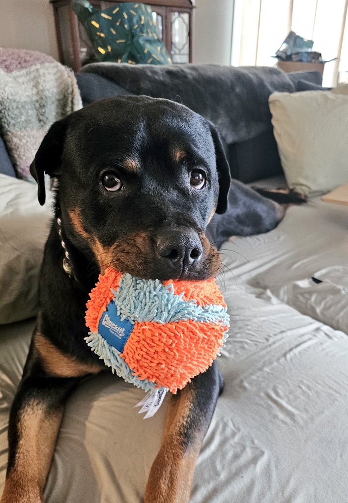 Chesnyy doesn't know bad. She's never experienced evil. She's never even really been lonely. Her only fear is that she might miss out on a treat or that her ball will roll out of reach.
I'm going to do everything in my power to preserve her faith in all things good.