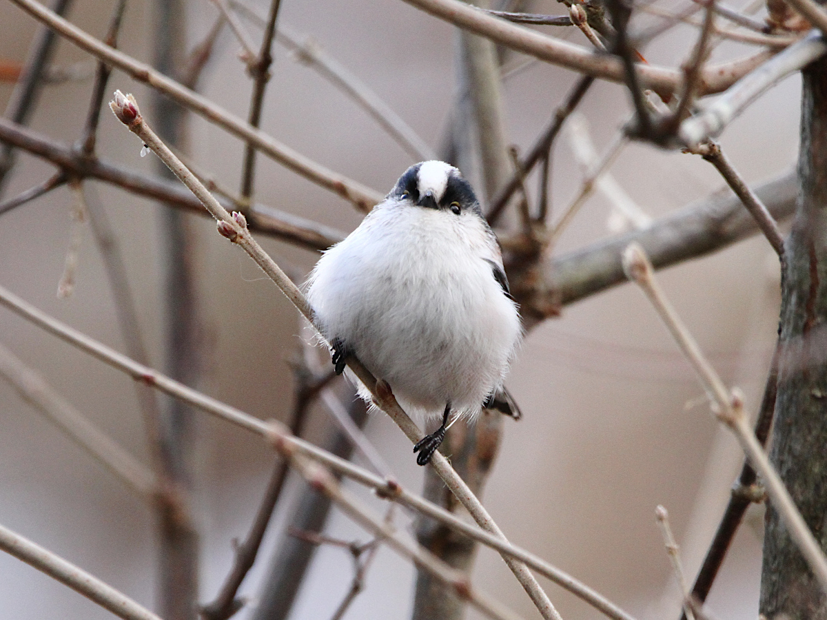 birdfungi's tweet photo. カラ類３種(R70112~13)
エナガの正面はかわいいね。でもシマエナガには及ばないかなぁ。 https://t.co/5qiSWWSoup