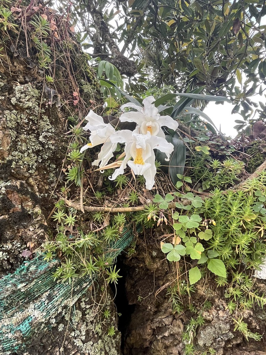 flor_enthus's tweet photo. Coelogyne cristata- an epiphytic orchid from Himalayas. 

Coelogyne originates from two Greek words, koilos ("hollow") and gyne ("woman"), because of the orchid's concave stigma. Cristata from crista, the Latinword for "comb", because of the look of the flower's lip. #rare_flower https://t.co/QbWmlFCMHL