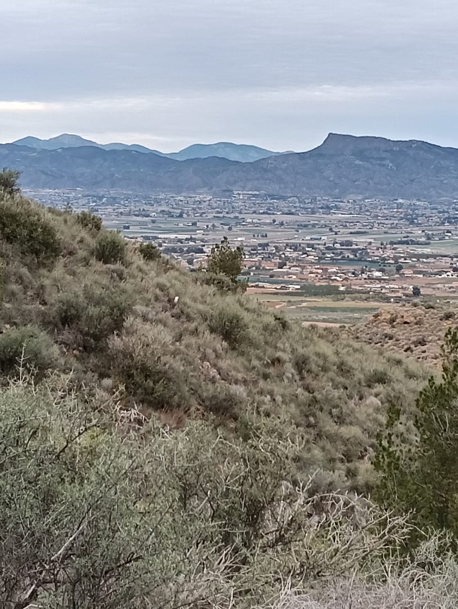 La_Carrasca's tweet image. 👉 ¡Explora con "La Carrasca" la historia de Lorca este domingo 19 de enero!
🏞️Únete a nuestra ruta senderista al Castillo de Felí. Descubre vestigios arqueológicos de la edad media y fortificaciones de la Guerra Civil con el director del Museo Arqueológico de Lorca.
#Lorca