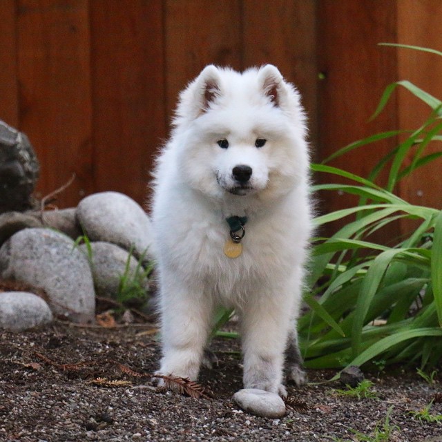 Never trust a person that doesn’t love dogs.

#petsluver #dogs #dogslovers #pets