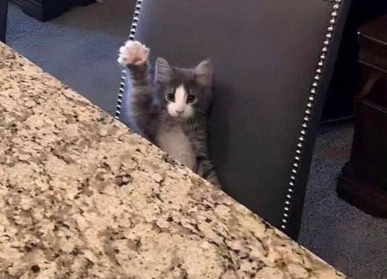 CatWorkers's tweet photo. Me about to ask something silly in a meeting: https://t.co/fwWqeuqR9n