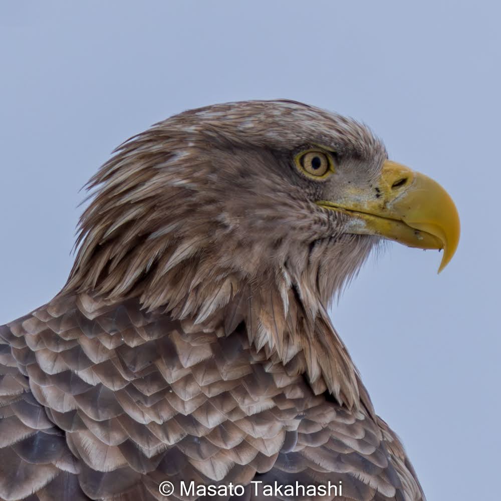 came3939's tweet photo. 2025/01/12 @サロマ湖

ワシの狩場
ここはオオワシもいるがオジロが多かった

#オジロワシ　#北海道　#サロマ湖 https://t.co/6eEOLP81uY