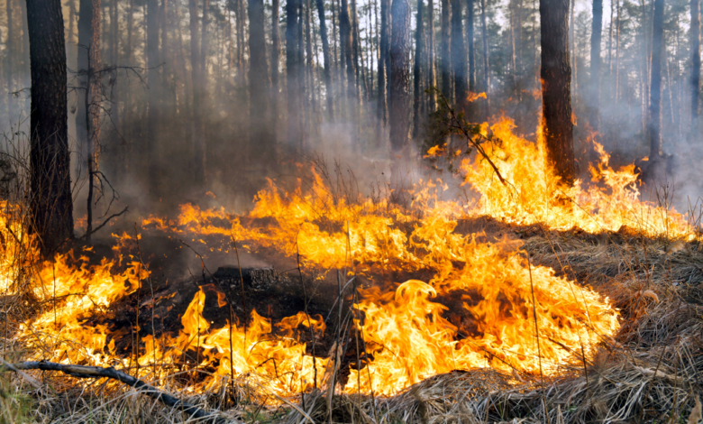 ElfaroUNAM's tweet photo. El @IGeografiaUNAM incorpora la pirogeografía en investigaciones sobre incendios forestales y gobernanza del fuego, a fin de contribuir a la prevención y mitigación de los impactos del fuego en ecosistemas y comunidades 📲 https://t.co/ra9RMX3XDU https://t.co/G1KRh0I1OL
