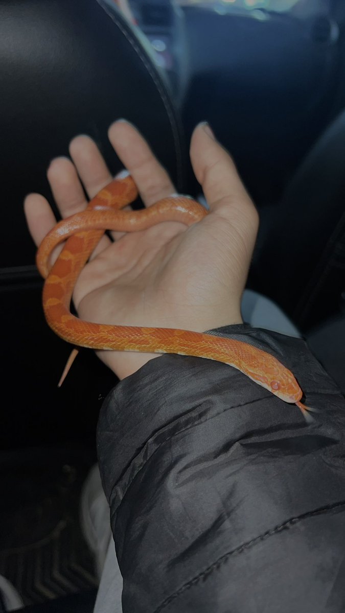 say hi to my corn snake