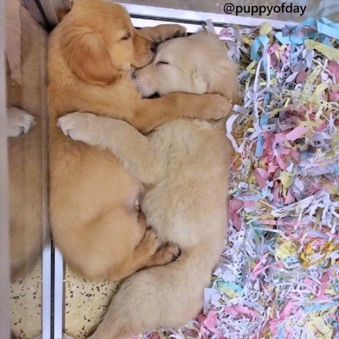 The road to my heart is paved with paw prints.

#petsluver #puppy #dogoftheday #pets