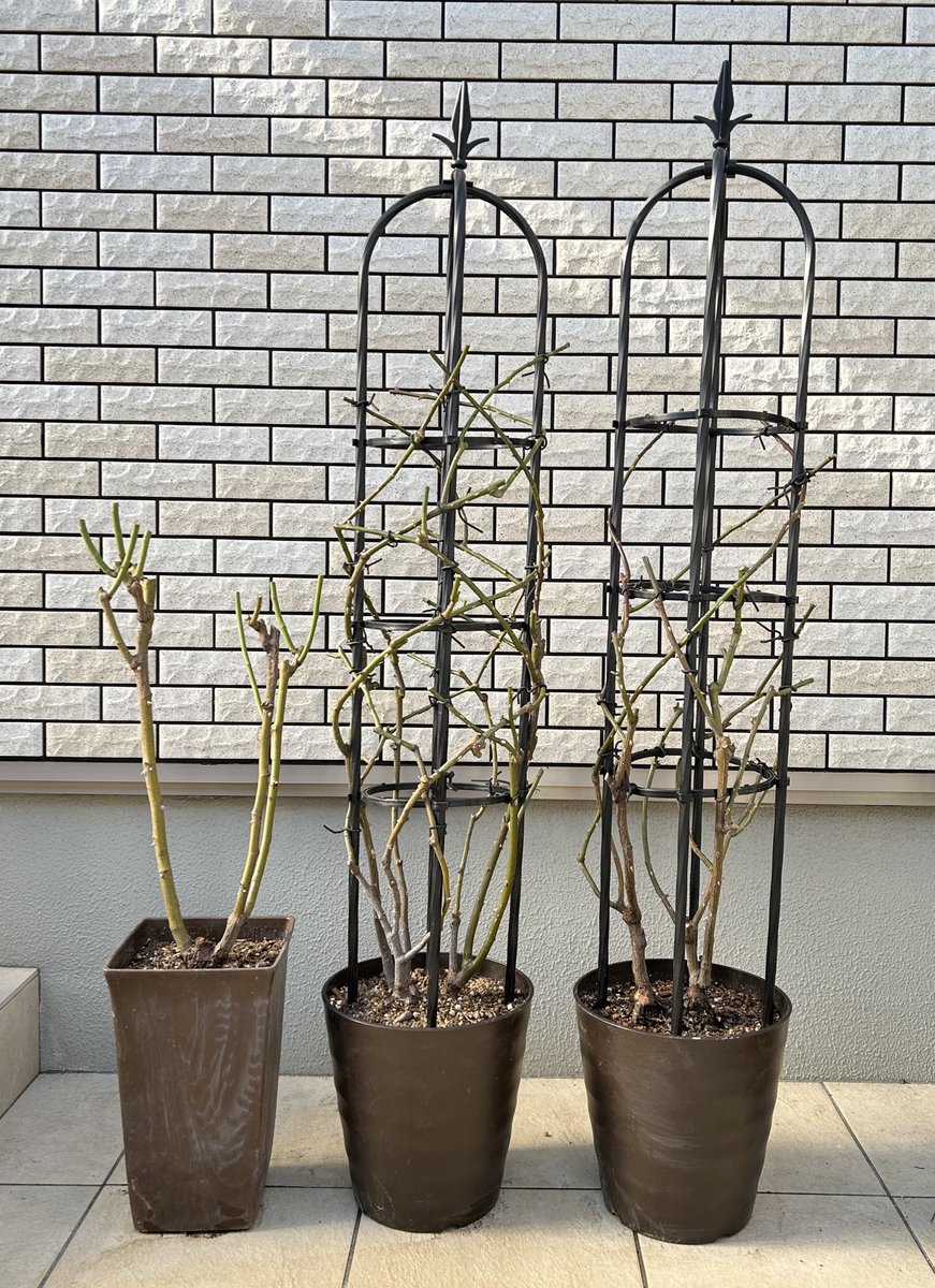 morikumiars's tweet photo. バラの剪定・植替え・誘引を始めています
お天気と寒さの様子を見ながらの作業
あーでもないこーでもないと時間はかかるけど楽しさと達成感のある作業です
春が楽しみ

#バラの冬剪定
#バラの誘引
#クィーンオブスゥェーデン
#レディオブシャーロット https://t.co/dnYAjvOLxI