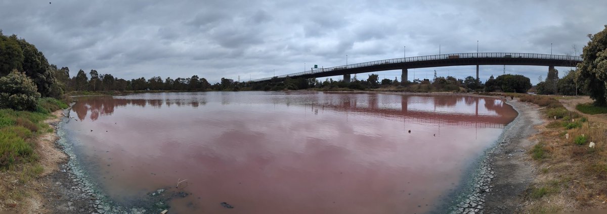 JOBBLY's tweet photo. The #Westgate Park Pond has turned pink. #Melbourne #Pinky https://t.co/kvz4lnmlJP