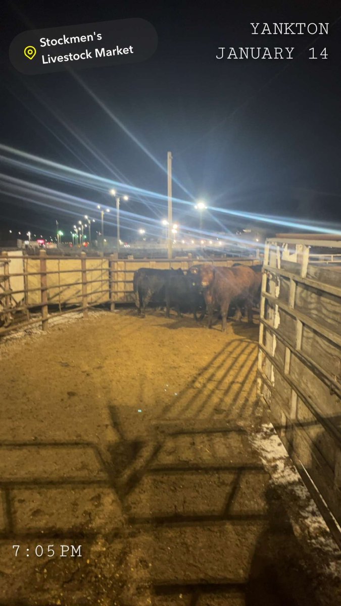 DylanRus's tweet image. 2,900 fats today, 6,200 feeders tomorrow and 2,000 lite feeders Friday