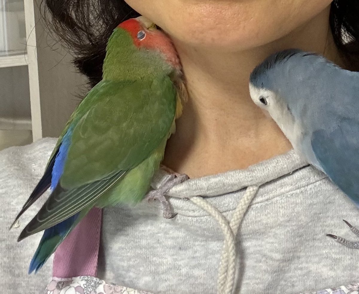 懐かしい皆様からのお言葉といいねがとても嬉しいです。
アイちゃんは最後の方はとても甘えてくれるようになりました。
お別れの覚悟はアイちゃんの方がありました。
トモちゃんと私はまだまだです。
お返事はゆっくりさせてくださいね☺️