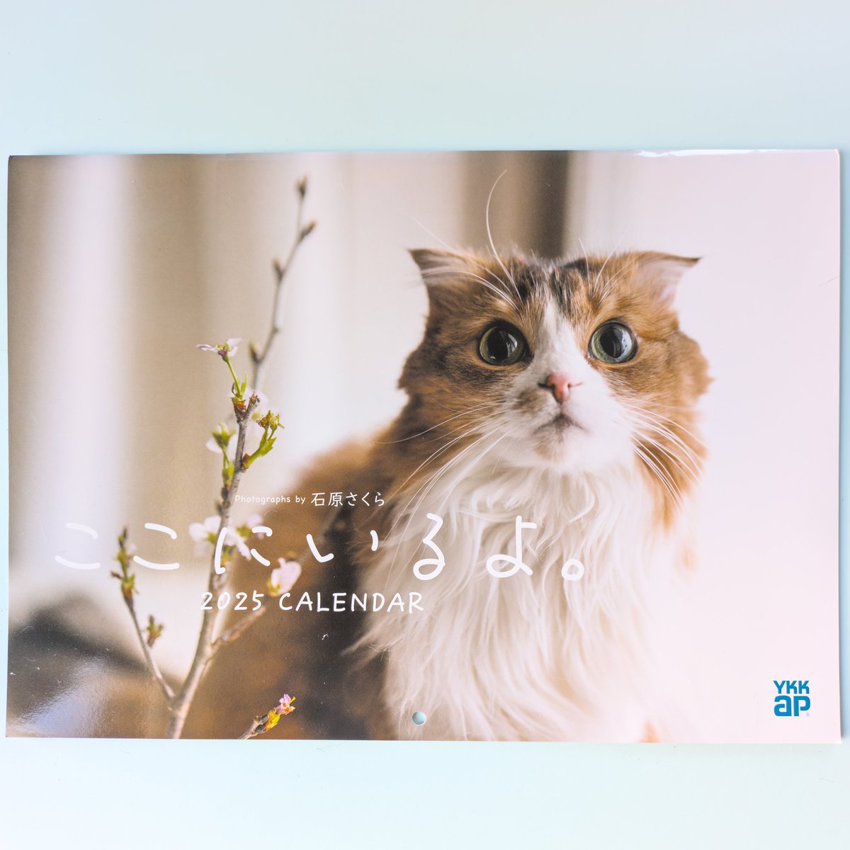 YKK AP「ここにいるよ」2025 カレンダー撮影を担当しました😺

 スペシャルサイト「ここにいるよ」 から、各月の動画閲覧と壁紙がダウンロードできてしまいます😻ykkap.co.jp/consumer/satel…
本年もどうぞよろしくお願いします🐍
#猫  #ここにいるよ  #猫写真