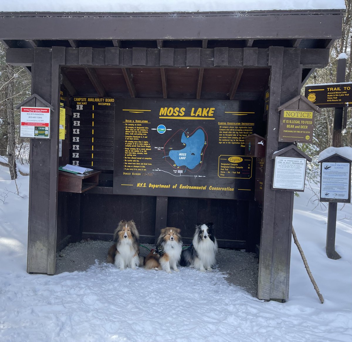 TravelShelties's tweet photo. Out for a winter hike in the Adirondacks.  3+ miles around Moss Lake.  Perfect day.  #TravelingShelties https://t.co/LsJIXlhjJt