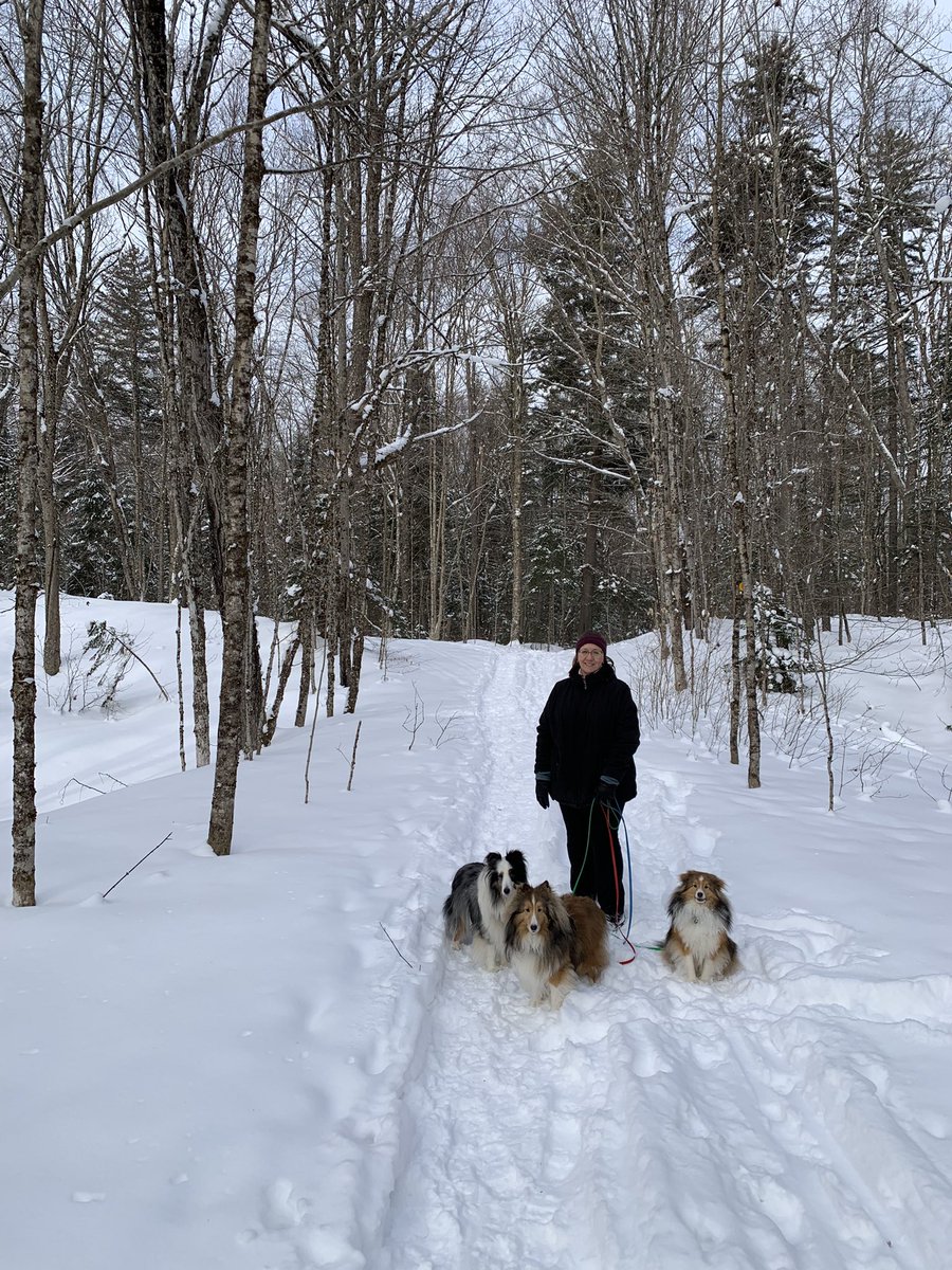 TravelShelties's tweet photo. Out for a winter hike in the Adirondacks.  3+ miles around Moss Lake.  Perfect day.  #TravelingShelties https://t.co/LsJIXlhjJt