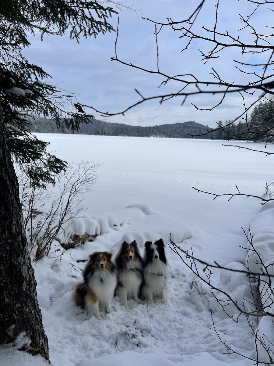 TravelShelties's tweet photo. Out for a winter hike in the Adirondacks.  3+ miles around Moss Lake.  Perfect day.  #TravelingShelties https://t.co/LsJIXlhjJt