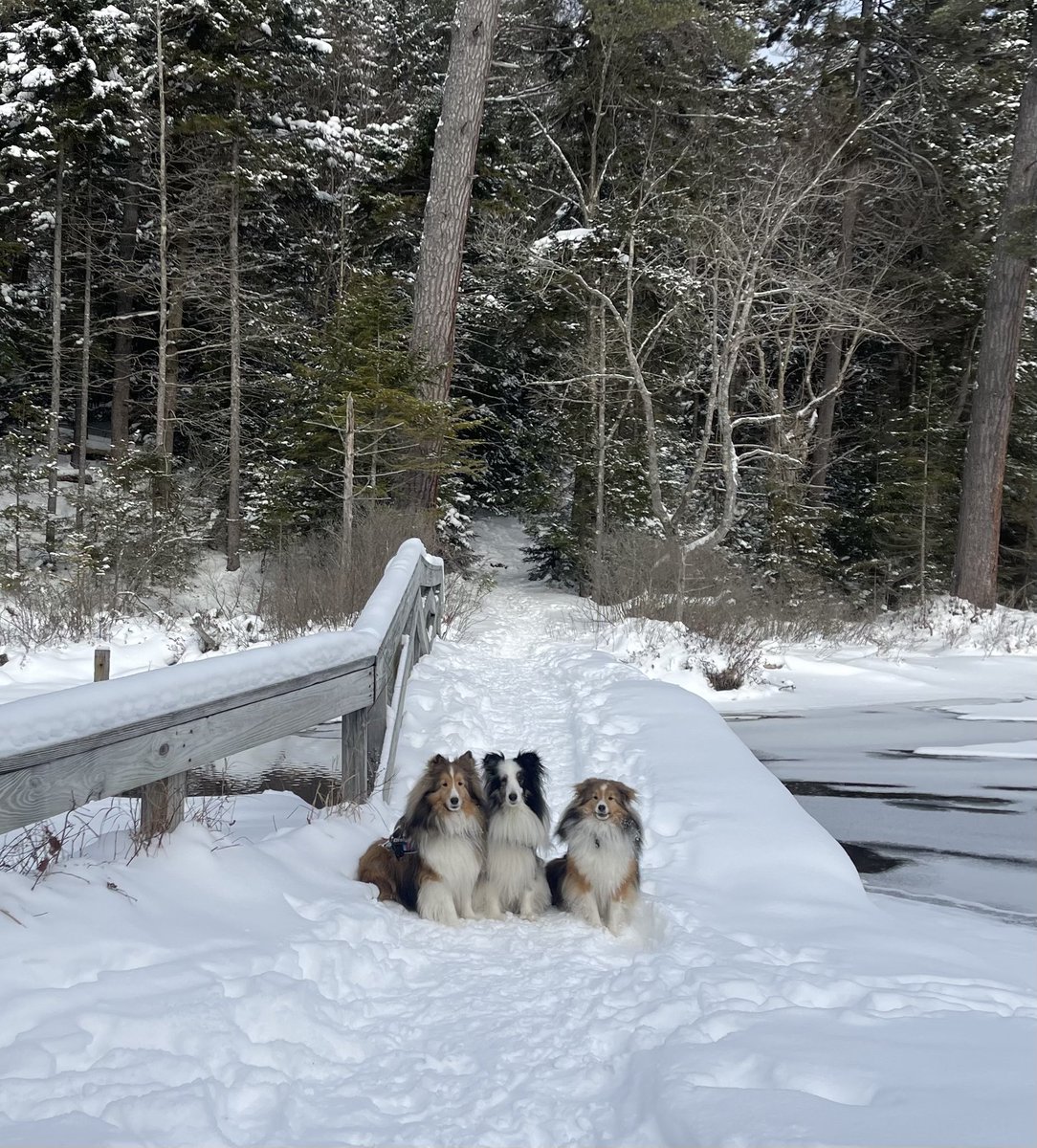 TravelShelties's tweet photo. Out for a winter hike in the Adirondacks.  3+ miles around Moss Lake.  Perfect day.  #TravelingShelties https://t.co/LsJIXlhjJt