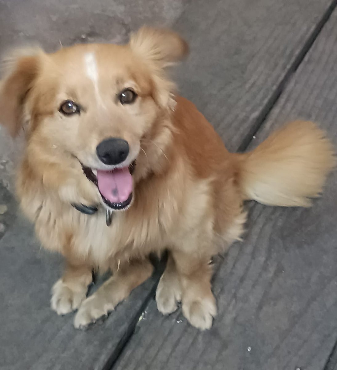 eltuitdemarsh's tweet photo. Perrito perdido en el sector de Departamental entre Gran Avenida y Santa Rosa en la comuna de San Miguel. Si alguien lo ve, por favor retener y llamar al +56996789290. Favor RT!
#SanMiguel https://t.co/dJHx8tac29
