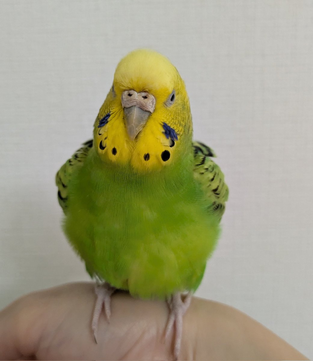 ど〜もね♪ボッフなわたし。にーちゃんは成人式を終え晴れて大人の仲間入り！ちなみにわたしは今年二分の一成人式よっ🤗#セキセイインコ　#今年で10歳