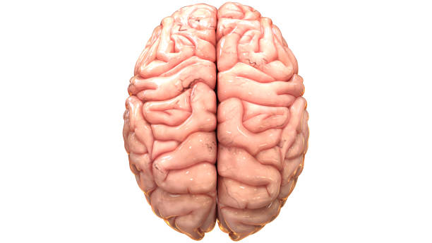 brainrotlang tweet picture