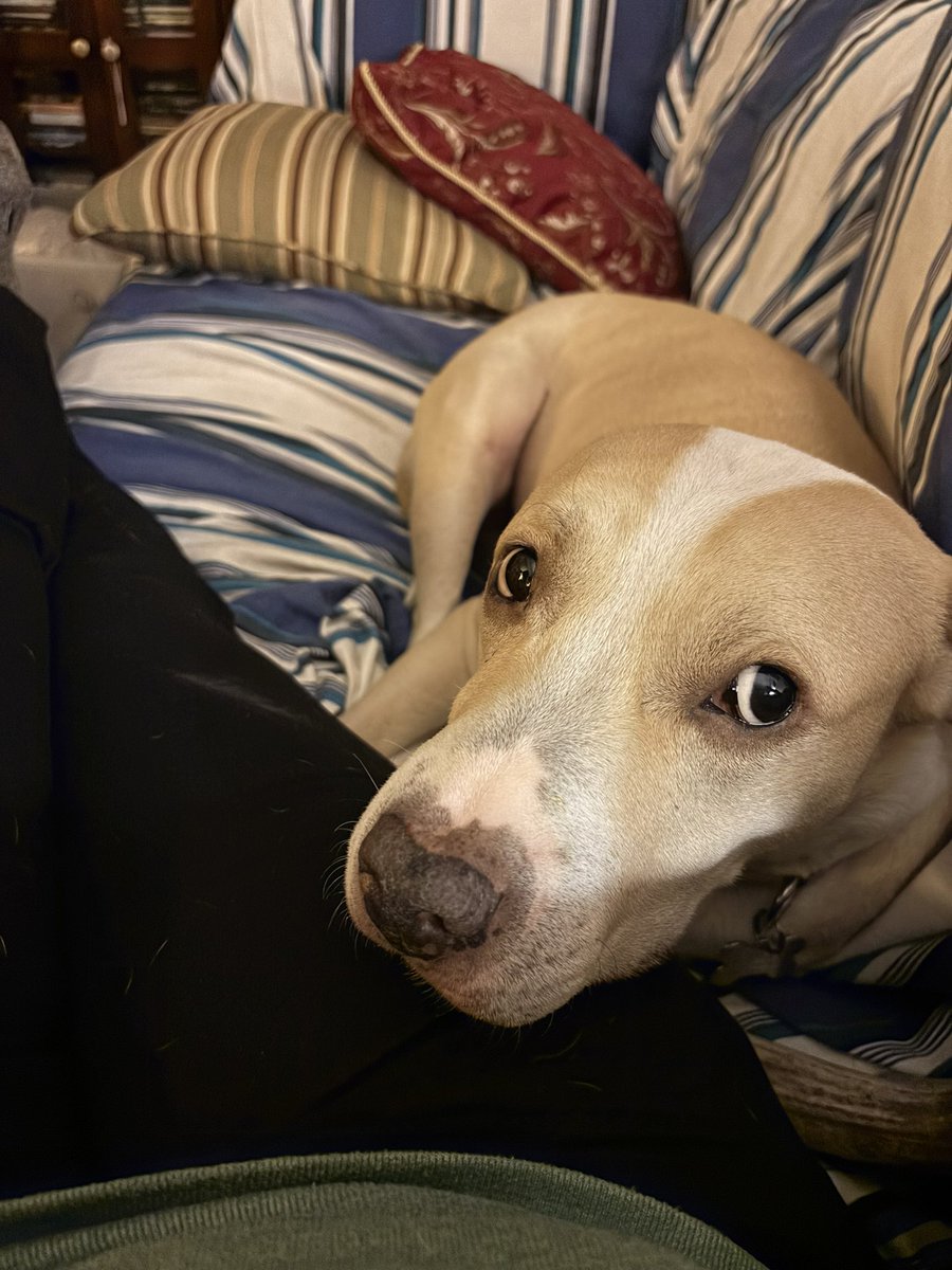 Anne Margaret Daniel tweet media