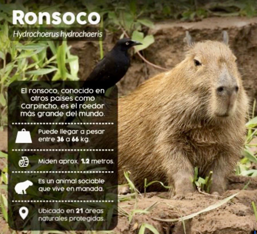 jackymc100's tweet photo. ¡¡QUE  CAPIBARA,  NI  CAPIBARA!!
#Ronsoco https://t.co/dKqsXrFK6r