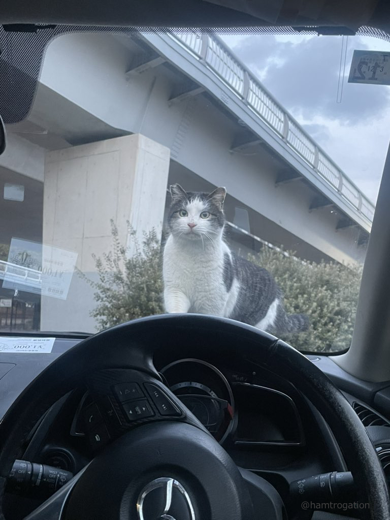 CAT_PRESS's tweet image. 車でウトウトしていたら…「ドンッ」という衝撃音と共に猫が現れる事案が発生⇒cat-press.com/cat-news/nekod…