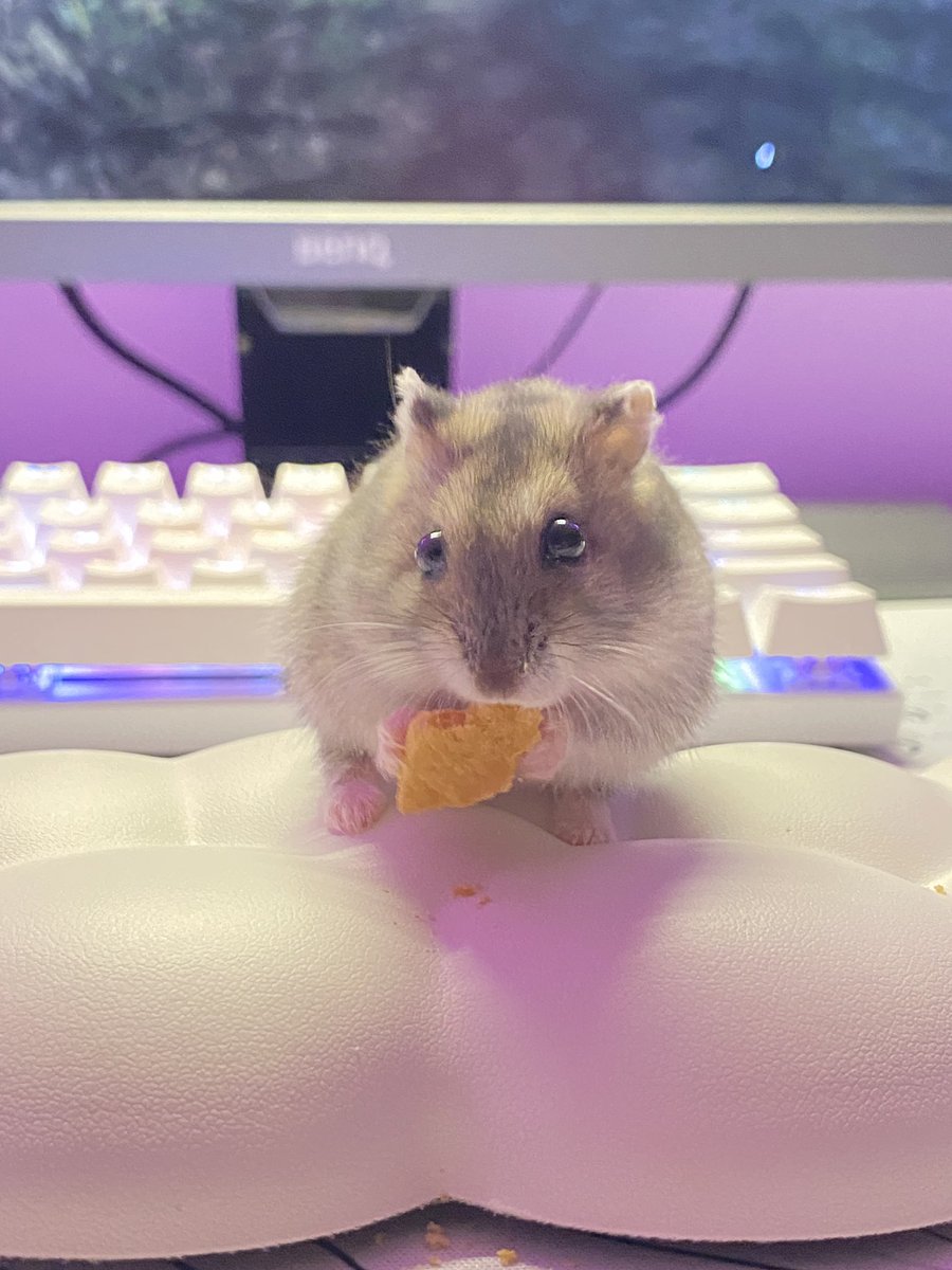 rrino_9's tweet photo. My little baby 🐹 https://t.co/3eGi1ap3YN