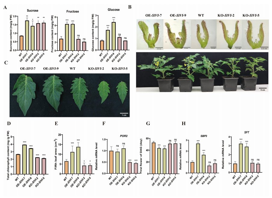 Sugar metabolism gene SlVI impacts tomato growth, fruit quality, &amp; stress resistance. Knockout enhances firmness, flavor, &amp; resistance. #FruitQuality <a href="/OxfordJournals/">Oxford Journals</a> 
Details: doi.org/10.1093/hr/uha…