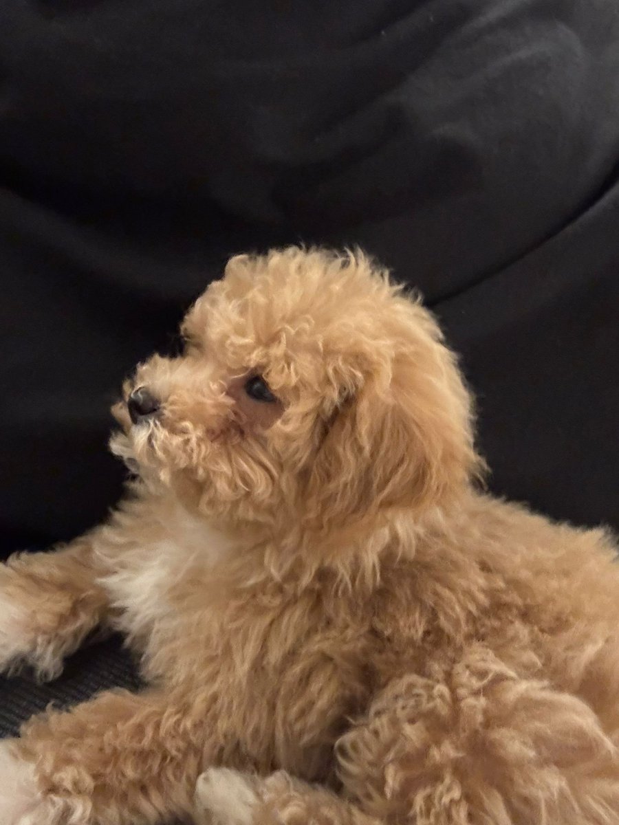 Mike Nellis tweet media