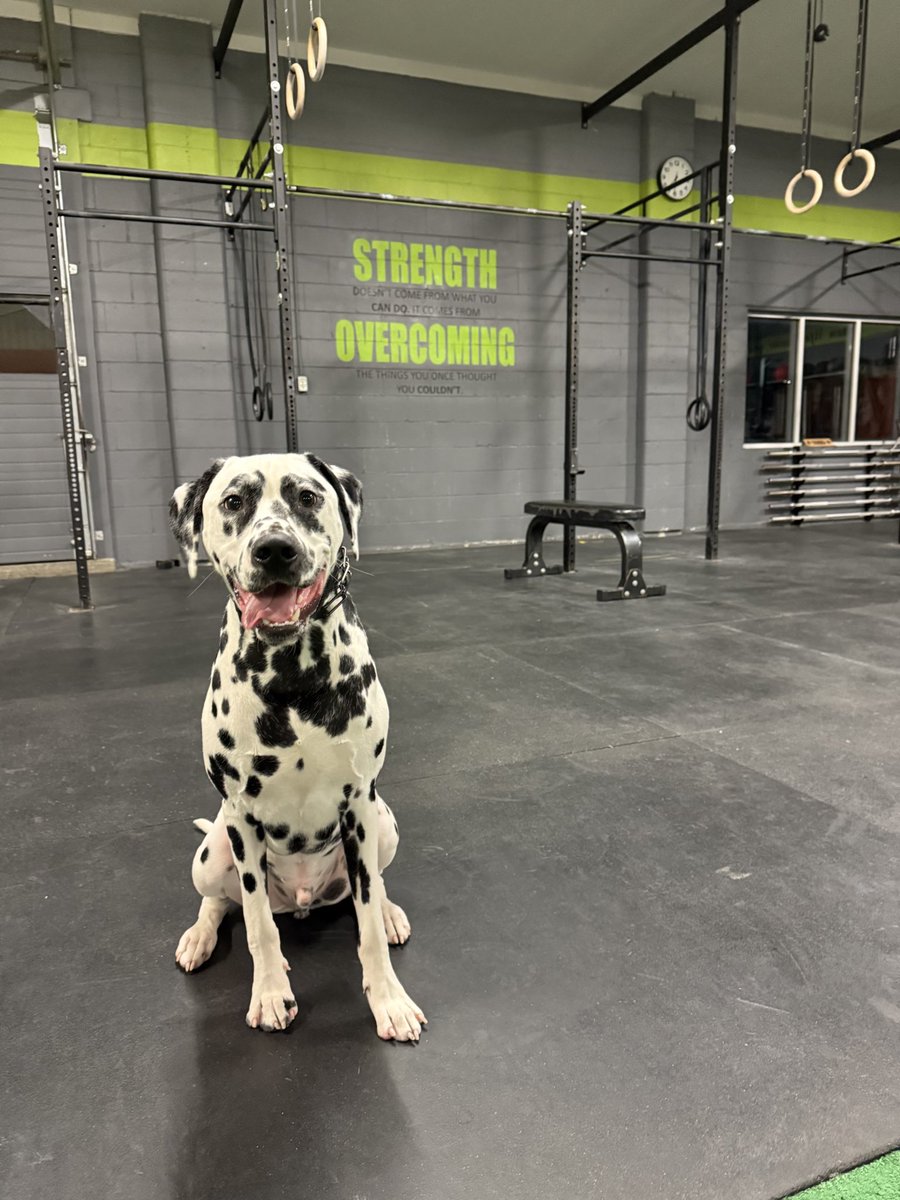 Lemon came to play at the gym tonight… 🍋 🐶