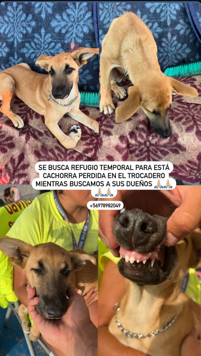 RafhaTapia's tweet photo. Cachorra perdida en playa trocadero, se busca hogar temporal mientras se buscan a sus dueños 
#antofagasta #perroperdido https://t.co/y73IVsIkwI