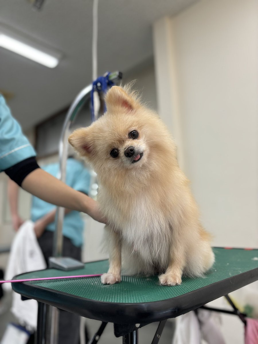 nanba_pet's tweet photo. 毎日寒いけど風邪ひかないでね？
今日はシャンプーの日🧴

#ダックスフンド
#ポメラニアン
#プードル
#チワワ
#MIX https://t.co/qqg9lnLd1Q
