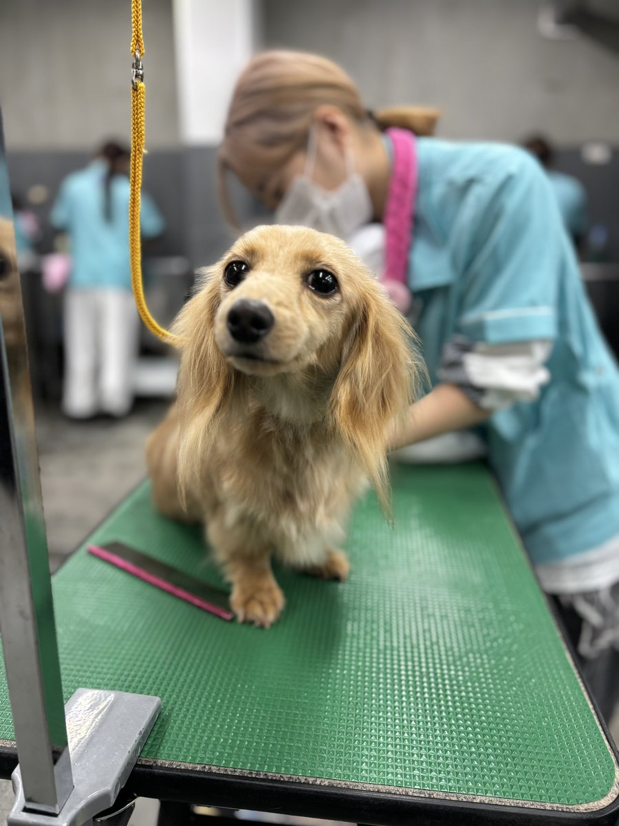nanba_pet's tweet photo. 毎日寒いけど風邪ひかないでね？
今日はシャンプーの日🧴

#ダックスフンド
#ポメラニアン
#プードル
#チワワ
#MIX https://t.co/qqg9lnLd1Q