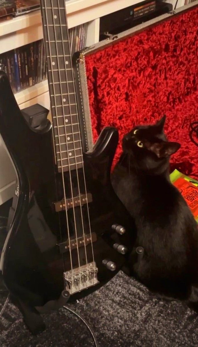 Black cats are not bad luck tweet media
