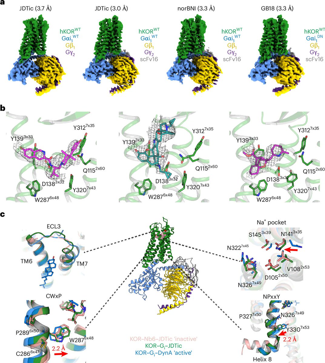 Molecular mechanisms of inverse agonism via κ-opioid receptor–G protein complexes | Nat Chem Biol

doi.org/10.1038/s41589…