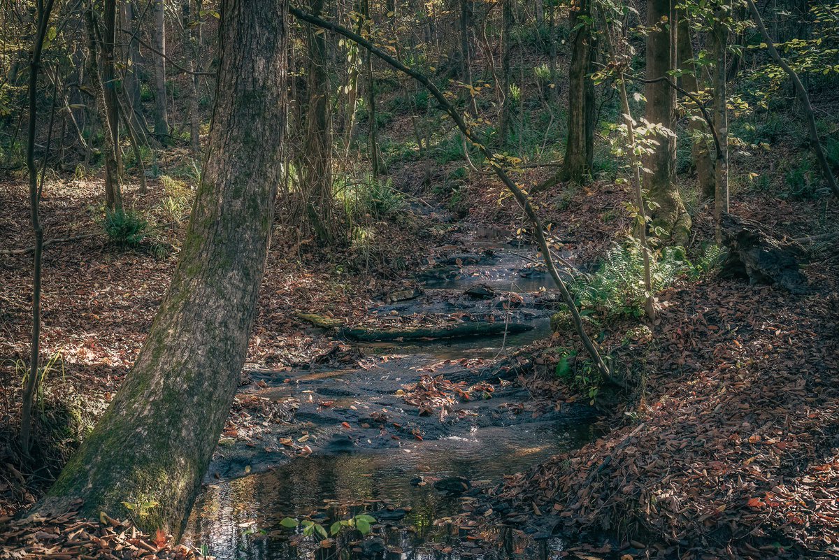 Share your nature photography! 
In the woods