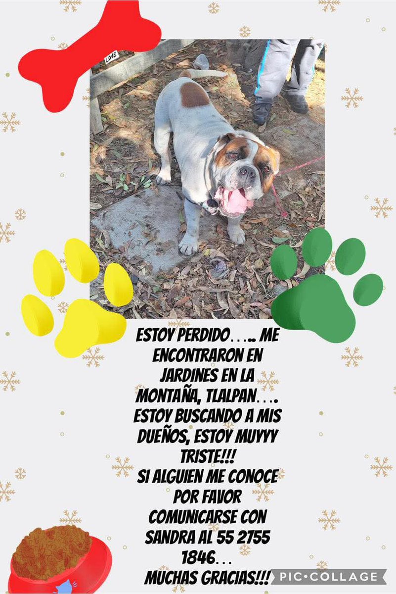 TlalpanVecinos's tweet photo. Busca a su familia 🐶 https://t.co/NzQAIQIYRd