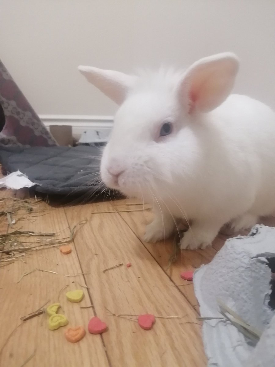 BunDads2023's tweet photo. @RockyDwarfBunny Levi is a professional treat gobbler! #bunnies #levithebun #lionhead https://t.co/amoBoqJ3aw