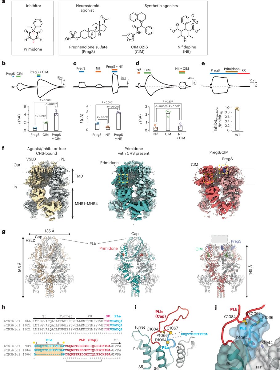 Molecular basis of neurosteroid and anticonvulsant regulation of TRPM3 | Nat Struct Mol Biol

doi.org/10.1038/s41594…