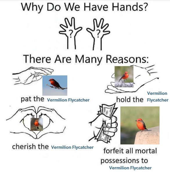 Steven 🇮🇩 🇺🇸 🍉(neontetraploid on IG) (@neontetraploid) on Twitter photo 