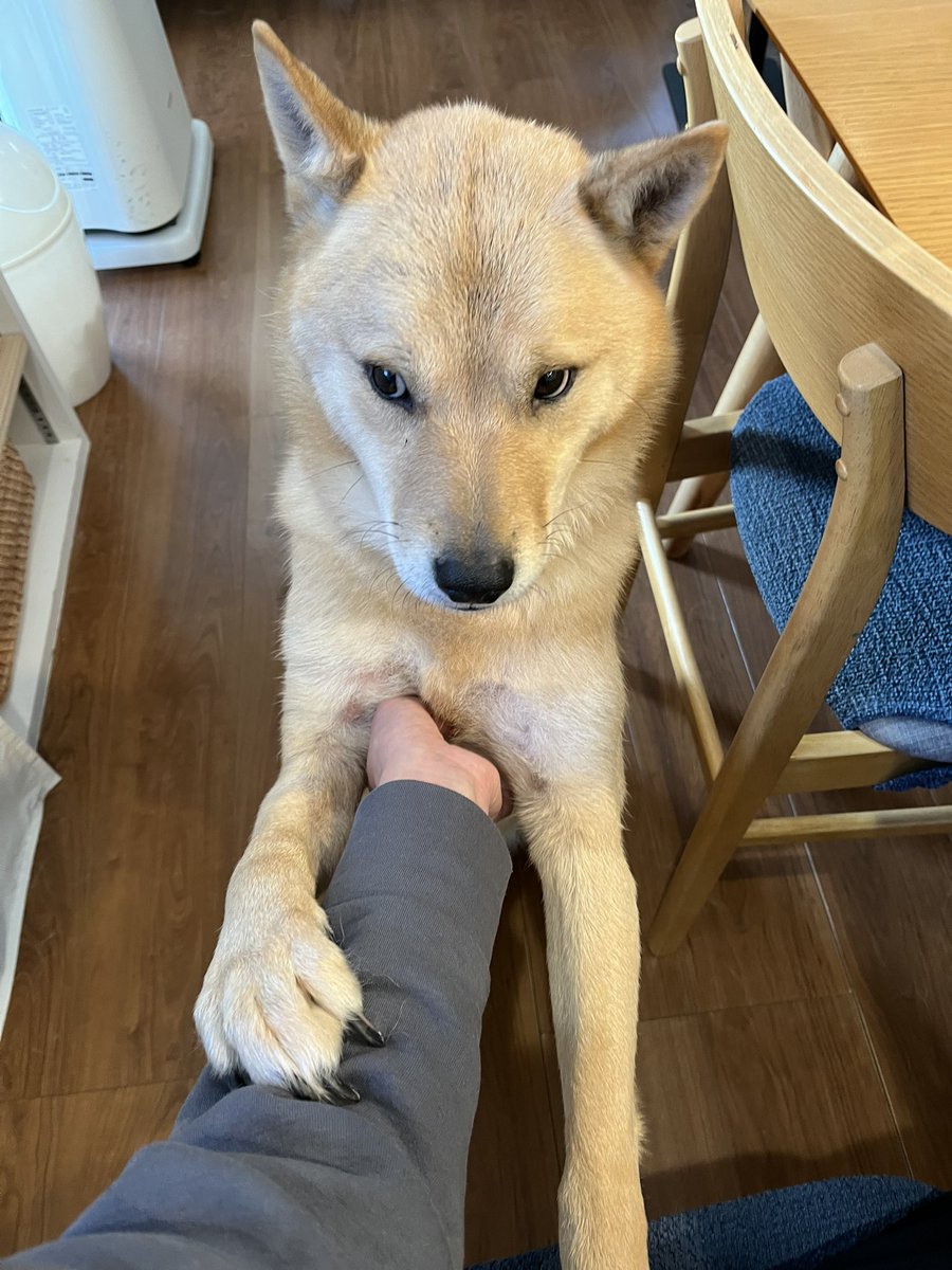 ainuken_ryu's tweet photo. もう少しごりごりして欲しい… https://t.co/fCWIR5wFrA
