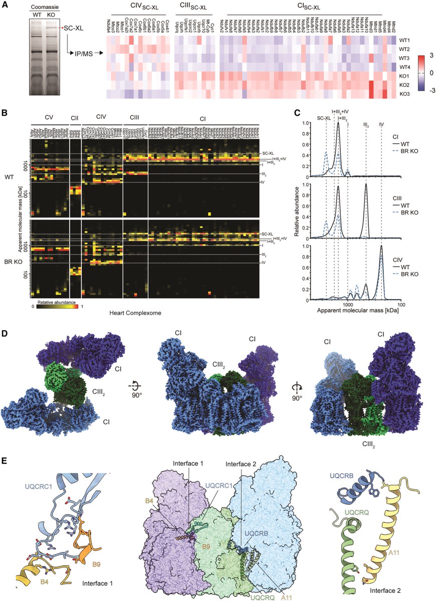 MemProtPDB's tweet photo. Formation of I2+III2 supercomplex rescues respiratory chain defects | Cell Metabolism

https://t.co/JaetISyjEN https://t.co/ZT9psALzet