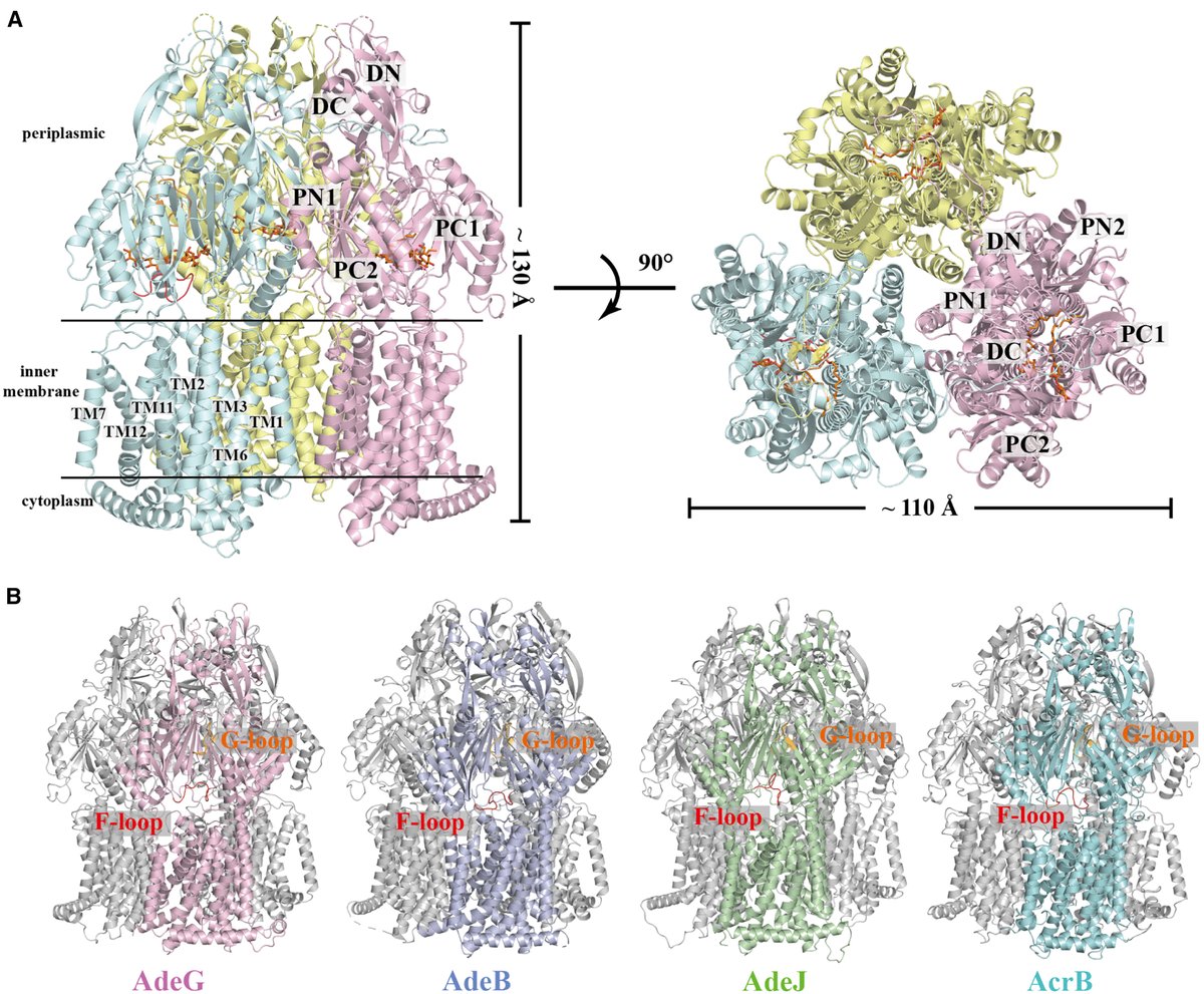 Cryo-EM structure and complementary drug efflux activity of the Acinetobacter baumannii multidrug efflux pump AdeG | Structure 

cell.com/structure/full…