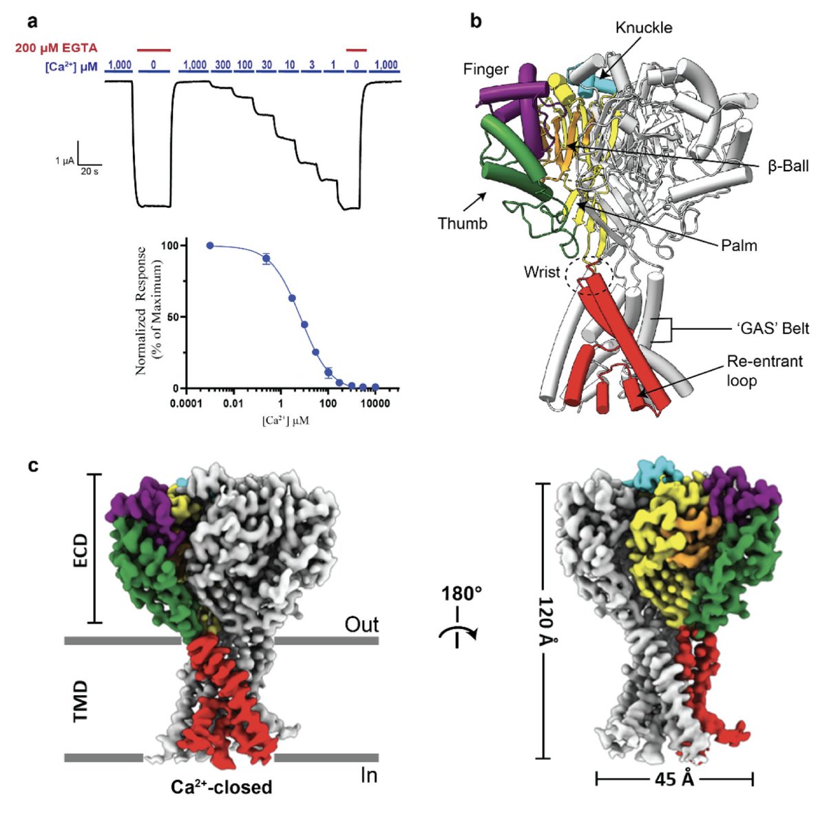 The bile acid-sensitive ion channel is gated by Ca2+-dependent conformational changes in the transmembrane domain | bioRxiv

biorxiv.org/content/10.110…