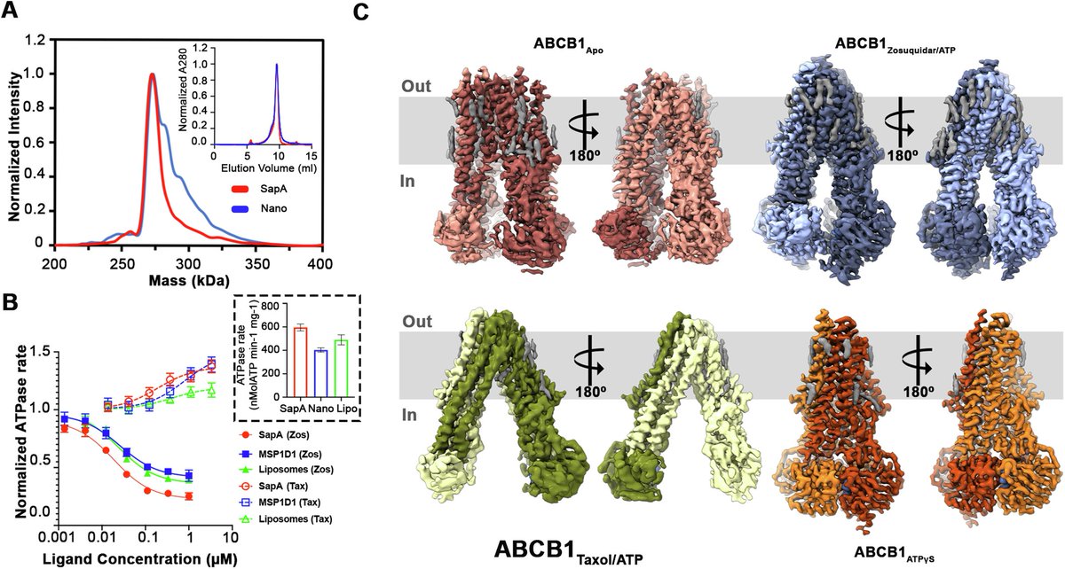 Structural insights into binding-site access and ligand recognition by human ABCB1 | The EMBO Journal 

embopress.org/doi/full/10.10…